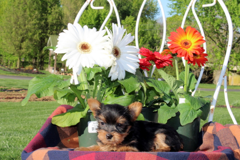 puppy, for, sale, Yorkshire Terrier, Matthew B. Stoltzfus, dog, breeder, Gap, PA, dog-breeder, puppy-for-sale, forsale, nearby, find, puppyfind, locator, puppylocator, aca